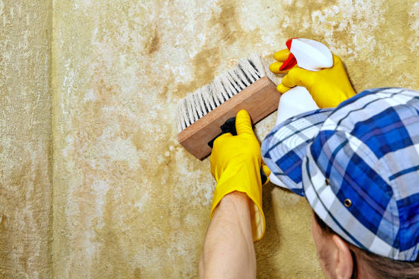 Best Mold Removal for HVAC Installations  in Charlotte Harbor, FL