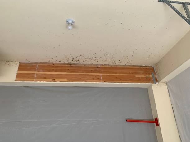 Trusted Charlotte Harbor, FL Mold Removal Experts